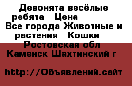 Девонята весёлые ребята › Цена ­ 25 000 - Все города Животные и растения » Кошки   . Ростовская обл.,Каменск-Шахтинский г.